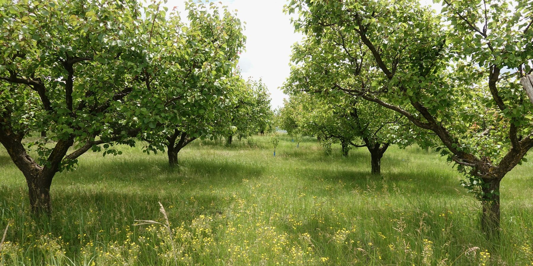 Kreisverband der Obst- und Gartenbauvereine Göppingen e.V.